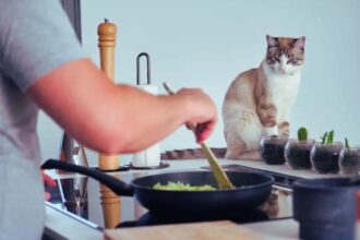 Homemade Cat Food: Is It the Best Choice for Your Cat?