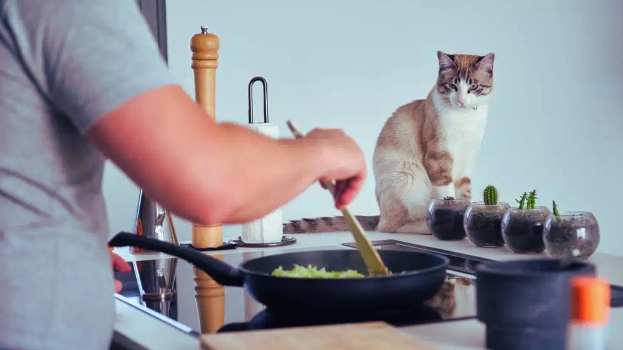 Homemade Cat Food: Is It the Best Choice for Your Cat?