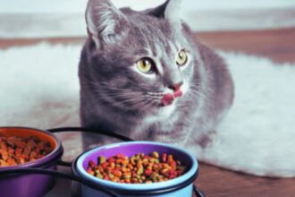 How To Pick The Best Food For Your Cat