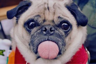 Senior Dog Food Small Breed: Complete Guide for Aging Small Dogs