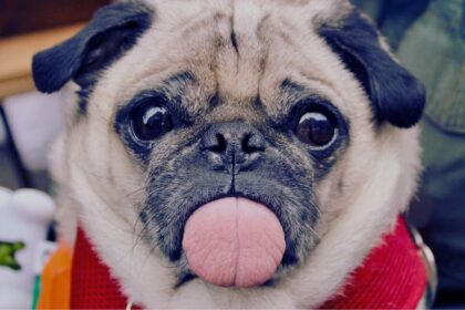 Senior Dog Food Small Breed: Complete Guide for Aging Small Dogs