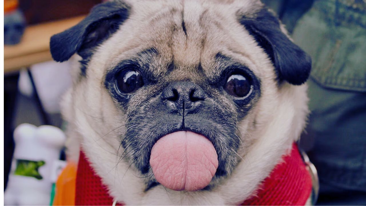 Senior Dog Food Small Breed: Complete Guide for Aging Small Dogs