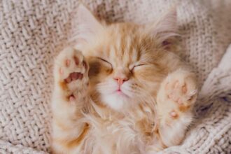 The Truth About Common Myths About Your Cat