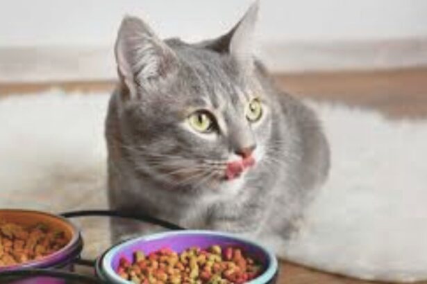 Wet or dry cat food?
