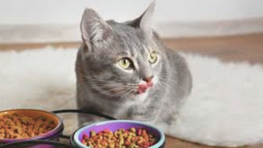 Wet or dry cat food?