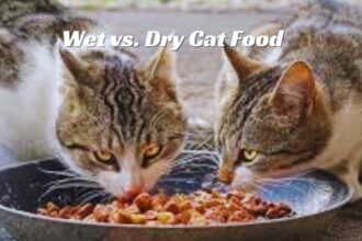Wet vs. Dry Cat Food
