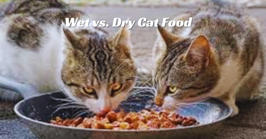 Wet vs. Dry Cat Food