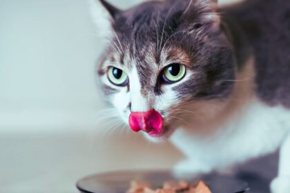 What Do Cats Eat?
