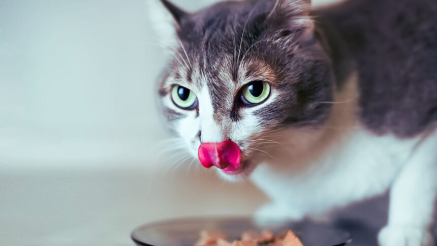 What Do Cats Eat?