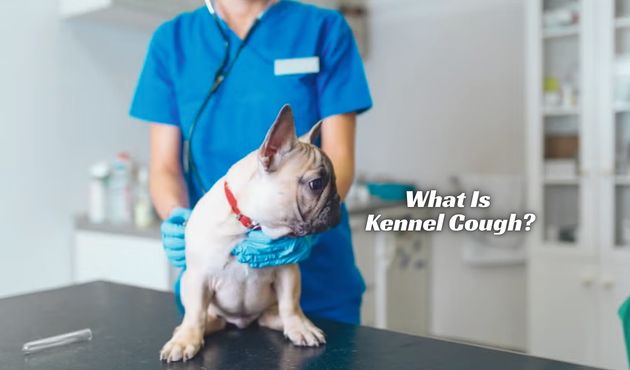 What Is Kennel Cough?