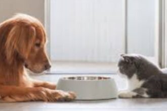 What Is the Real Difference Between Dog and Cat Food?