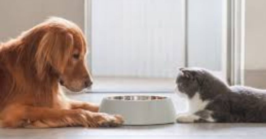 What Is the Real Difference Between Dog and Cat Food?