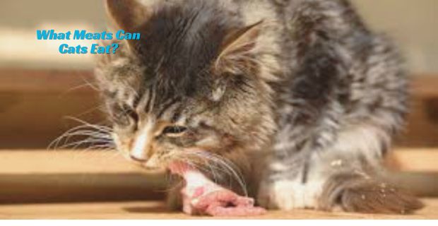 What Meats Can Cats Eat?