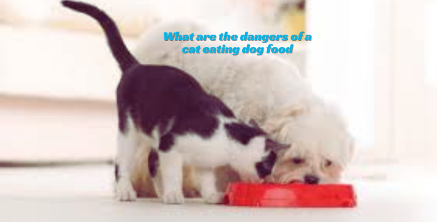 What are the dangers of a cat eating dog food