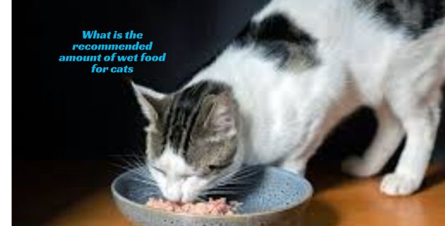 What is the recommended amount of wet food for cats