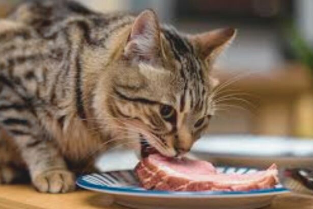 Why Fresh Cat Food Is Best