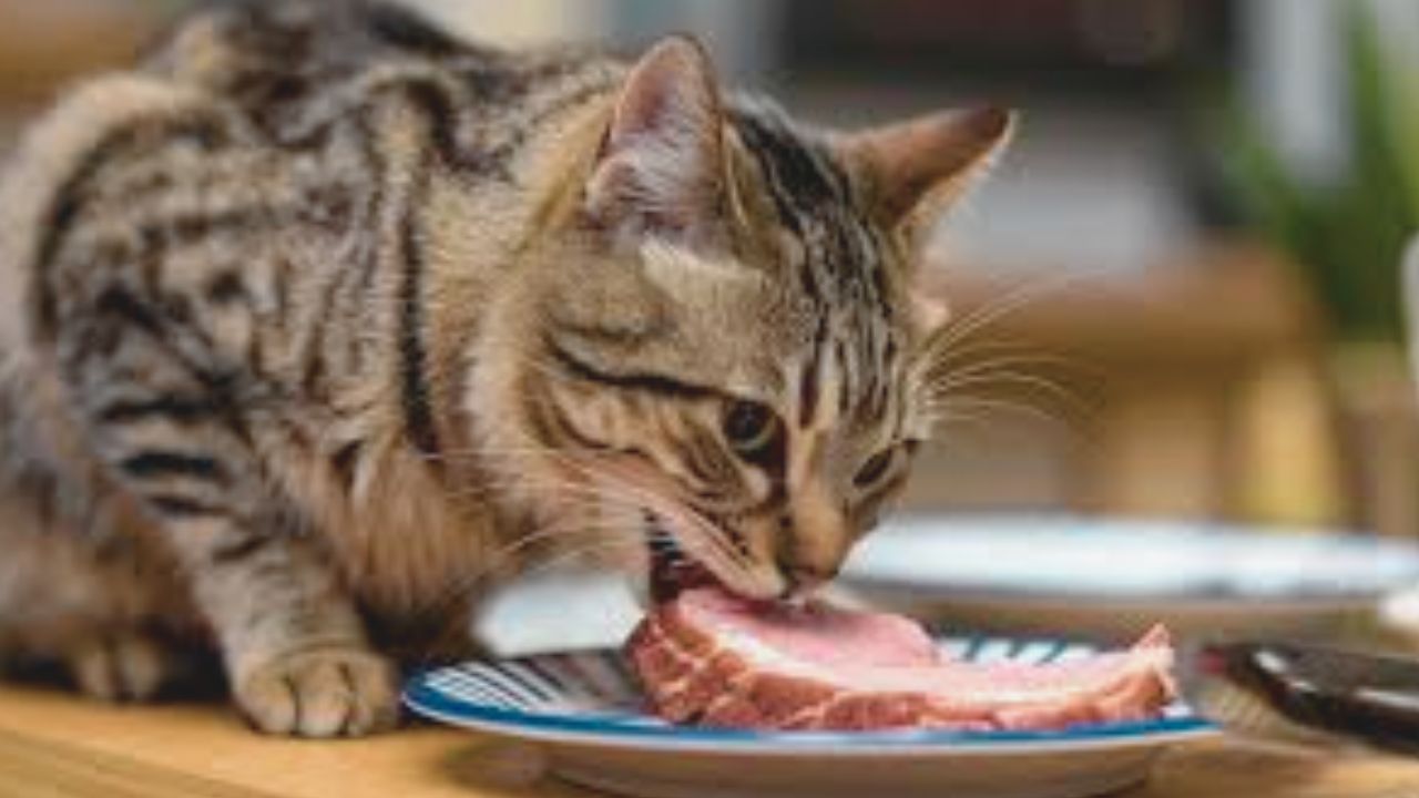 Why Fresh Cat Food Is Best