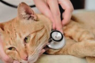 10 Common Health Problems in Pet Cats