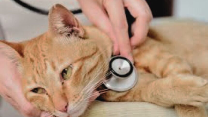 10 Common Health Problems in Pet Cats