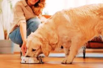 10 Important Facts About Dog Food Protein Every Pet Owner Should Know