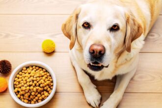 Best Moist Senior Dog Food for New Pet Owners: A Complete Guide