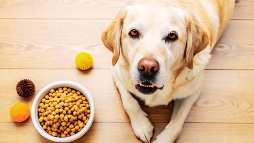 Best Moist Senior Dog Food for New Pet Owners: A Complete Guide