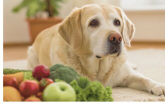 The Complete Guide to Dog Chow Senior: Nutrition, Benefits & Care Tips
