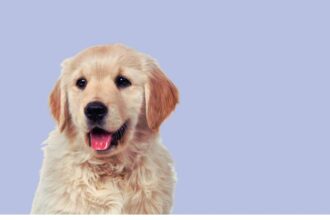 The Complete Guide to the Best Dog Food Brands for Senior Dogs