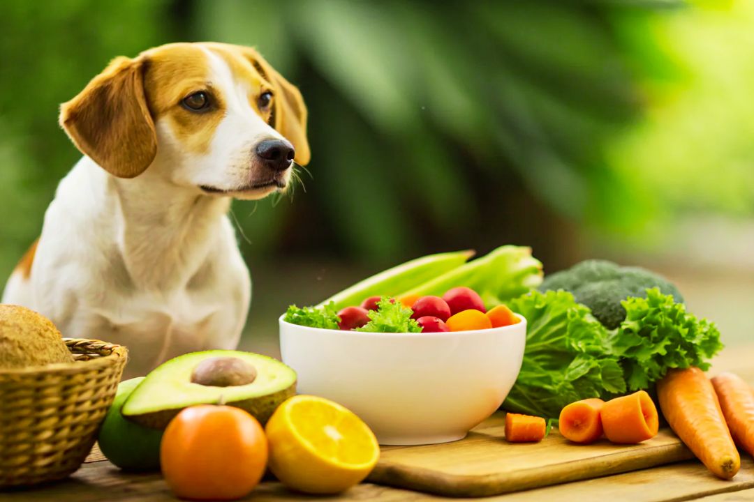 The Ultimate Guide to Purine Dog: Nutrition, Benefits & Feeding Tips\